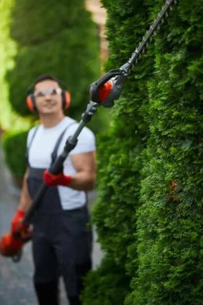 Removal of trees and bushes